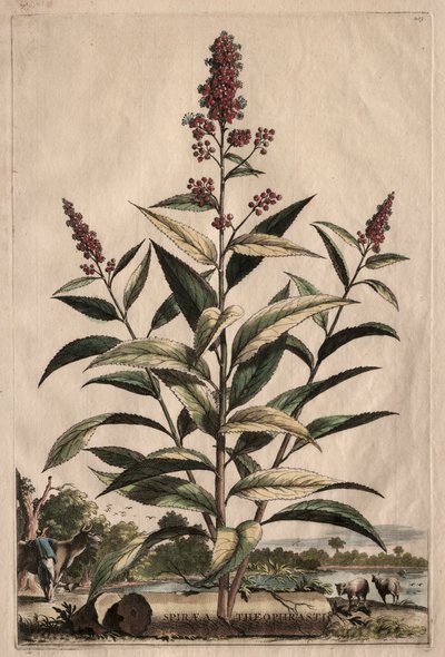 Phytographia Curiosa: Spiraea Theophrasti by Abraham Munting
