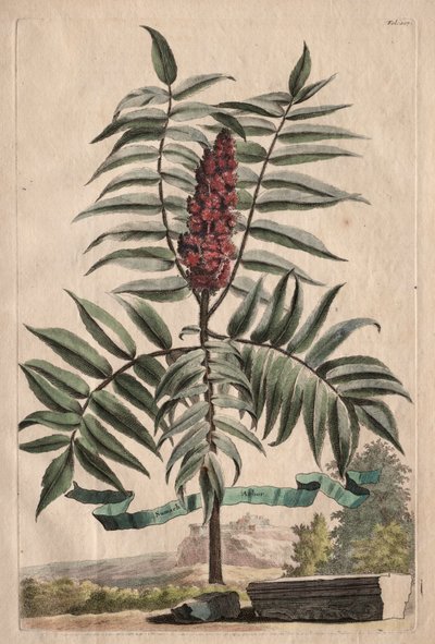 Phytographia Curiosa: Sumach Tree by Abraham Munting