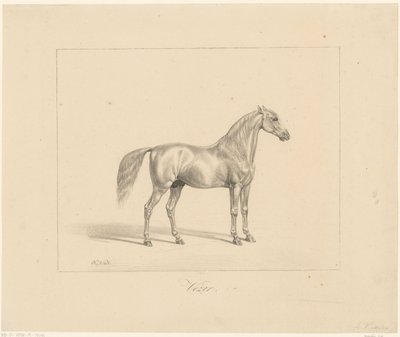 Arabian Stallion by Abraham Vinkeles