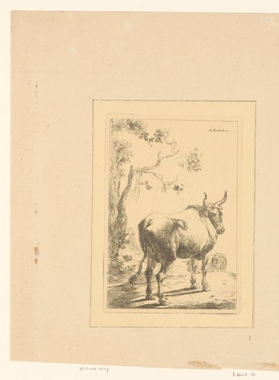 Bull Seen from Behind by Adam von Bartsch