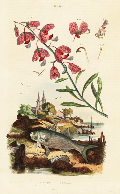Cape Milkwood and Paradise Threadfin by Adolph (after) Fries