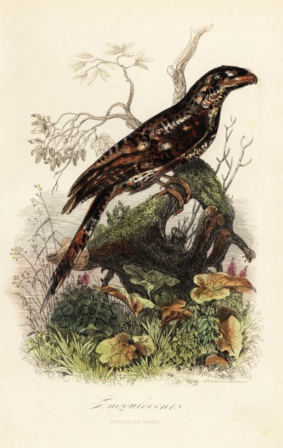 Papuan Frogmouth, Podargus papuensis by Adolph (after) Fries