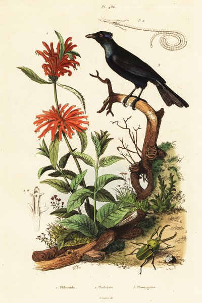 Trumpet manucode, beetle and wild dagga by Adolph (after) Fries