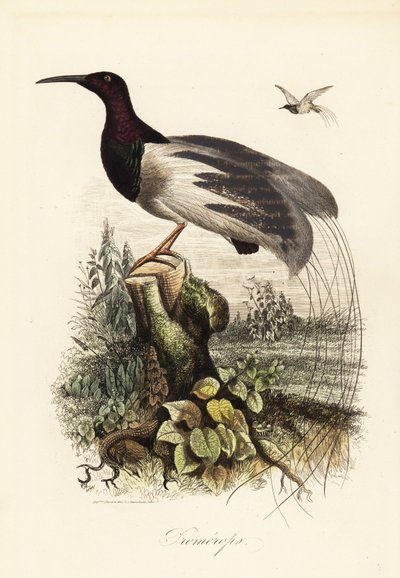 Twelve-wired bird-of-paradise, Seleucidis melanoleucus by Adolph (after) Fries