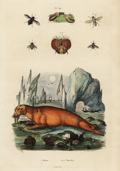 Walrus and Flies, 1834-1839 (engraving) by Adolph (after) Fries