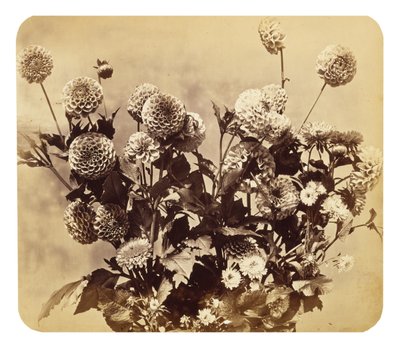 Untitled by Adolphe Braun