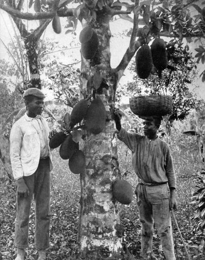 Jackfruit, Jamaica by Adolphe Duperly and Son
