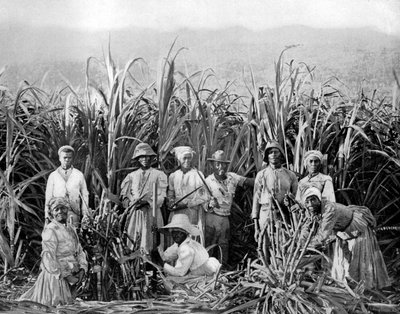 Sugar Cane Cutters, Jamaica, c1905 by Adolphe Duperly and Son