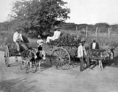 Wood Carts, Jamaica by Adolphe Duperly and Son