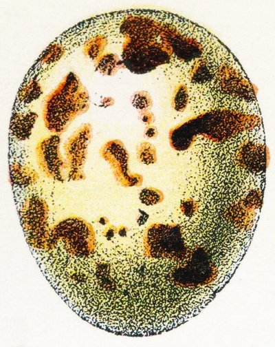 Egg of Eurasian Sparrow-Hawk, 1923 by Adolphe Philippe Millot