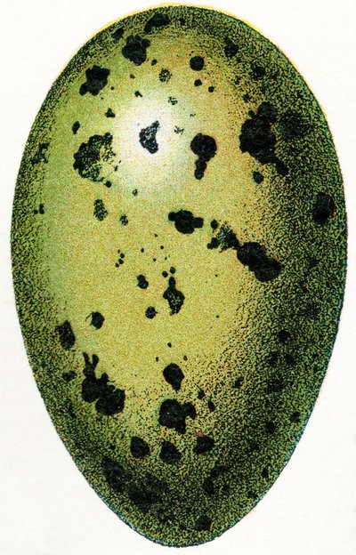 Egg of a Common Loon, 1923 by Adolphe Philippe Millot