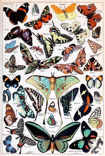 Illustration of Butterflies and Moths c.1923 by Adolphe Philippe Millot