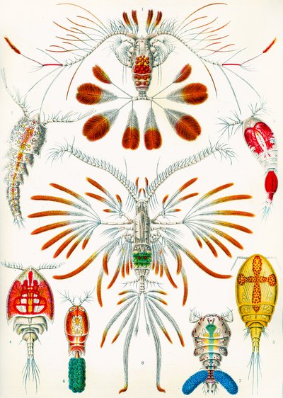 Illustration of Copepods c.1909 by Adolphe Philippe Millot