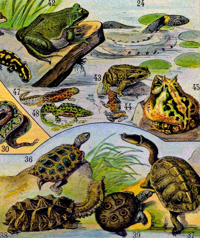 Illustration of Reptiles and Amphibians c.1923 by Adolphe Philippe Millot