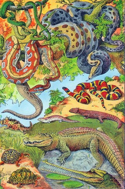 Illustration of Reptiles c.1923 by Adolphe Philippe Millot