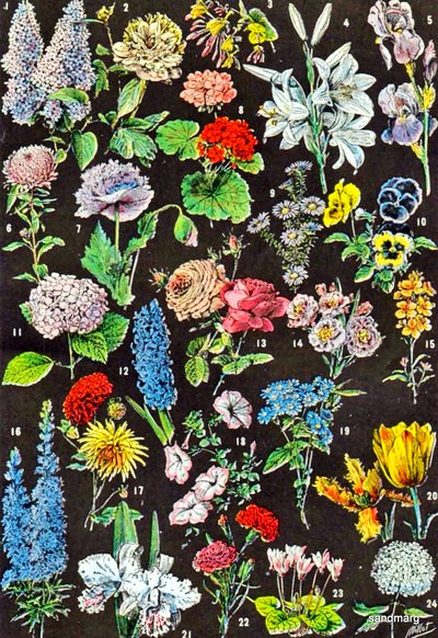 Illustration of Garden Flowers c.1923 by Adolphe Philippe Millot