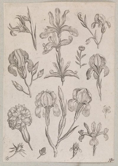 Irises by Adriaen Collaert