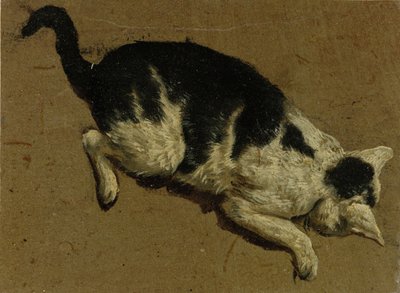 Cat from above by Adriaen van de Velde
