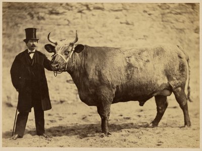 Durham Charolais Ox by Adrien Alban Tournachon
