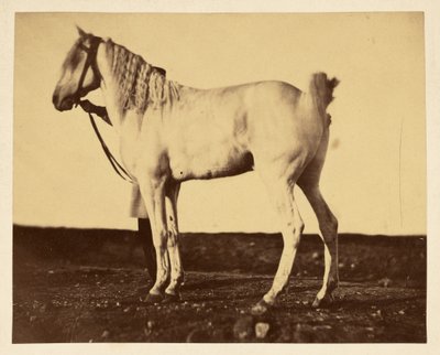 Horse by Adrien Alban Tournachon