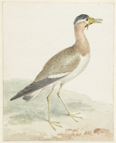 A Yellow-wattled Lapwing by Aert Schouman (possibly)