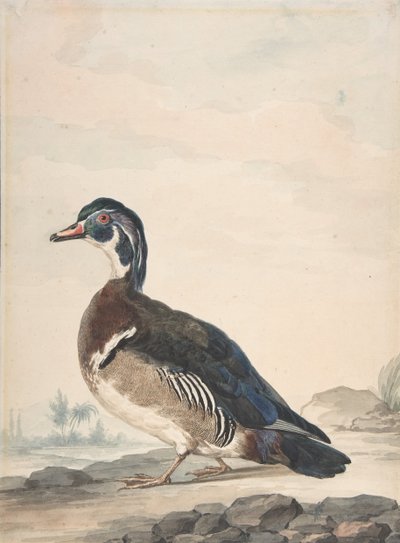 A Duck by Aert Schouman