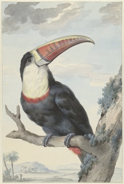 Red-billed Toucan by Aert Schouman