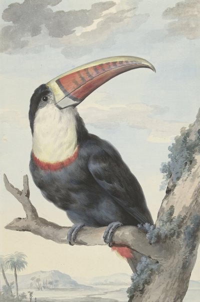 Red-billed Toucan by Aert Schouman