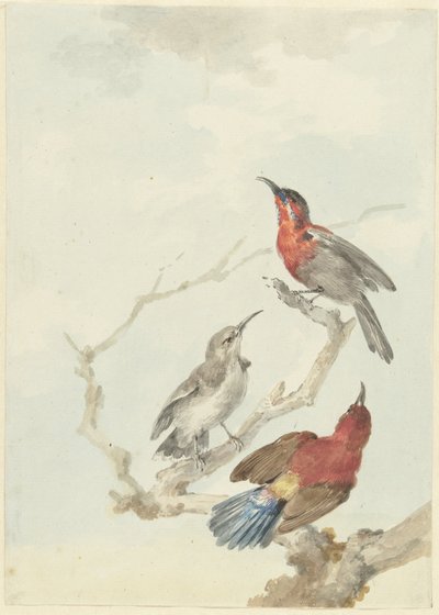 Three Crimson Sunbirds by Aert Schouman