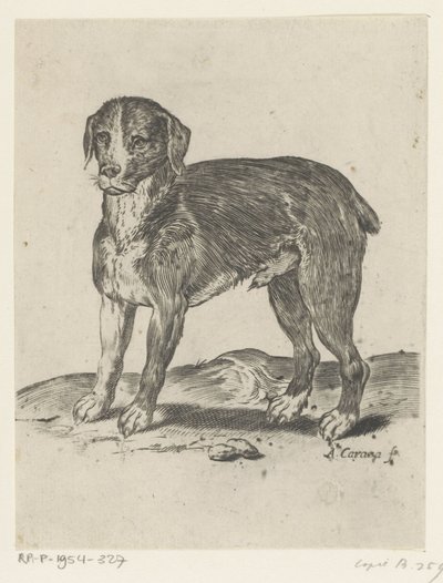Standing Dog by Agostino Carracci