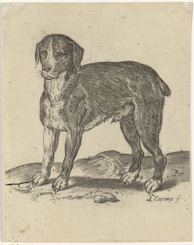 Standing Dog by Agostino Carracci