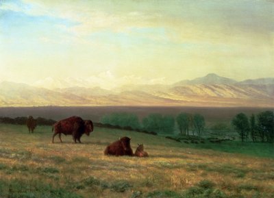 Buffalo on the Plains by Albert Bierstadt