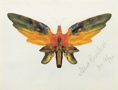 Butterfly by Albert Bierstadt