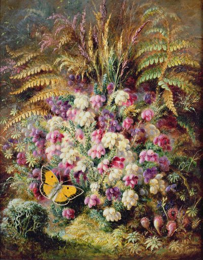Bell Heather by Albert Durer Lucas