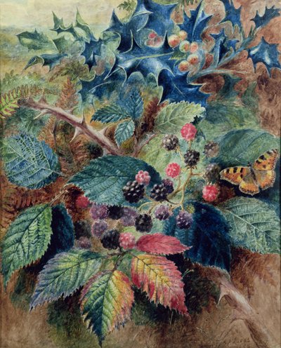 Blackberries and Holly with a Butterfly by Albert Durer Lucas