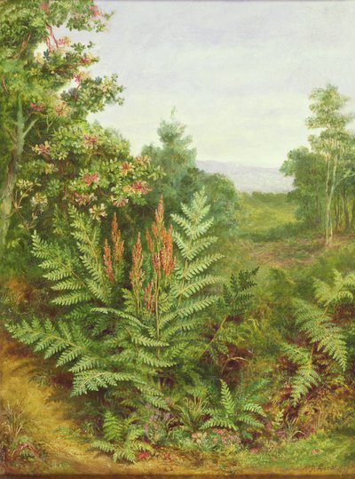 Honeysuckle and Ferns by Albert Durer Lucas