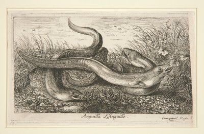 Anguilla by Albert Flamen