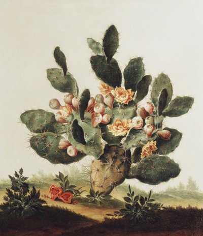 Still Life of a Cactus by Albert van der Eeckhout