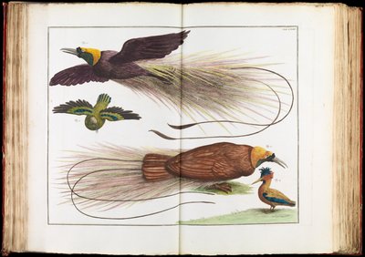 Birds of Paradise, Paradisaeidae by Albertus Seba