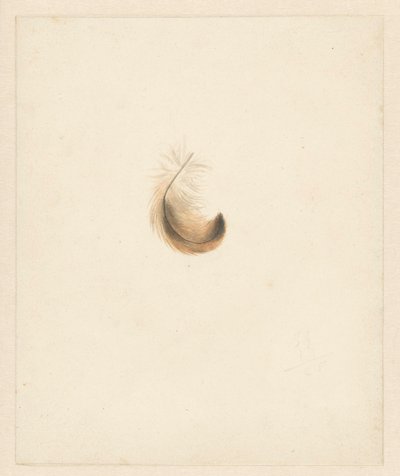Study of a Feather by Albertus Steenbergen