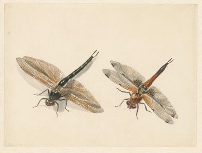 Study of Two Dragonflies by Albertus Steenbergen