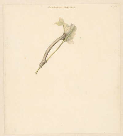 Study Sheet with Caterpillar, Amphidasis Betularia by Albertus Steenbergen