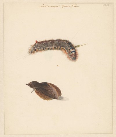 Study Sheet with Caterpillar and Moths, Lasiocampa Quireifolia by Albertus Steenbergen