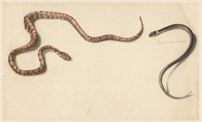 Two Tropical Snakes by Albertus Steenbergen