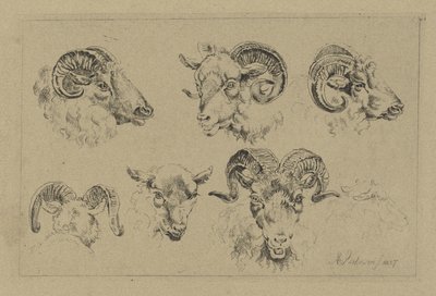 Five Ram Heads and a Sheep Head by Albertus Verhoesen