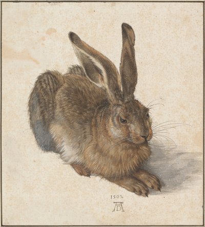 Hase, 1502 by Albrecht Dürer
