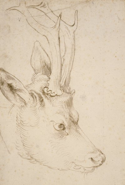 Head of a Roebuck by Albrecht Dürer