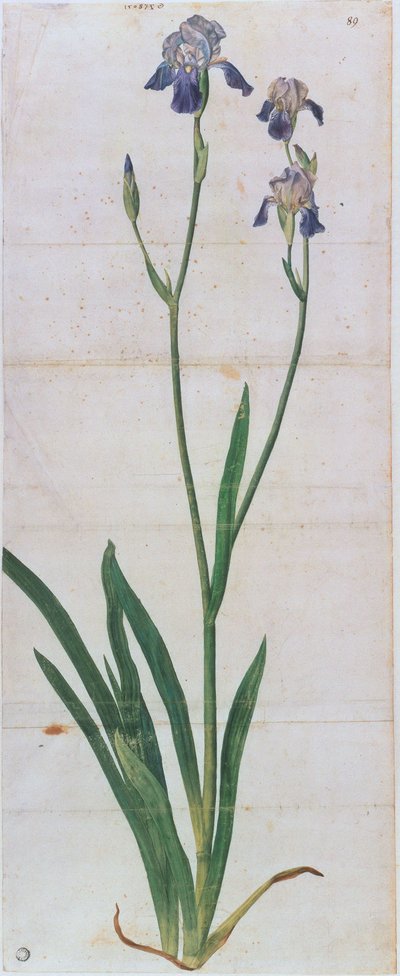 Iris Germanica by Albrecht Dürer