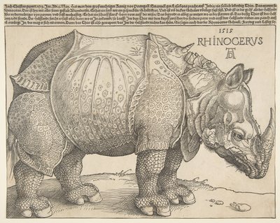 The Rhinoceros by Albrecht Dürer