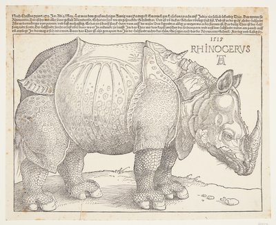 The Rhinoceros by Albrecht Dürer